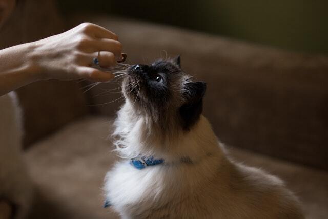 Cat Food Packaging