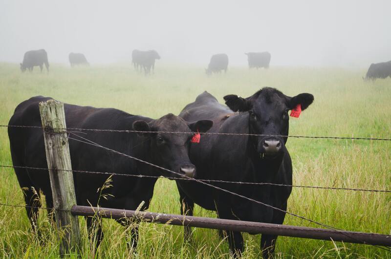 Hunting & Livestock Packaging | Beyond Print, Inc. 