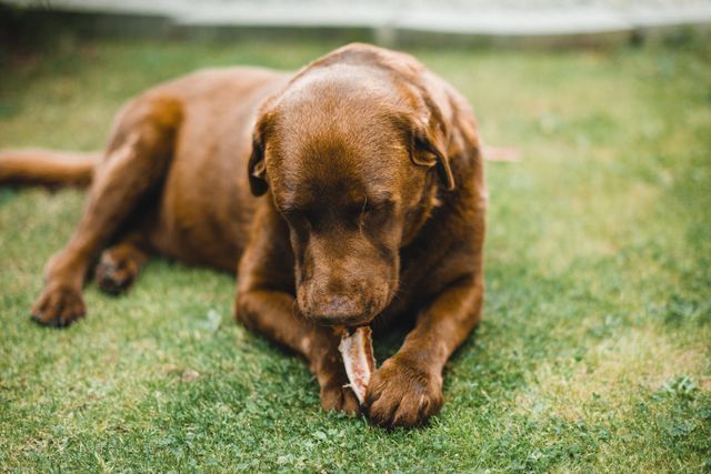 Pet Jerky Packaging | Beyond Print, Inc. 