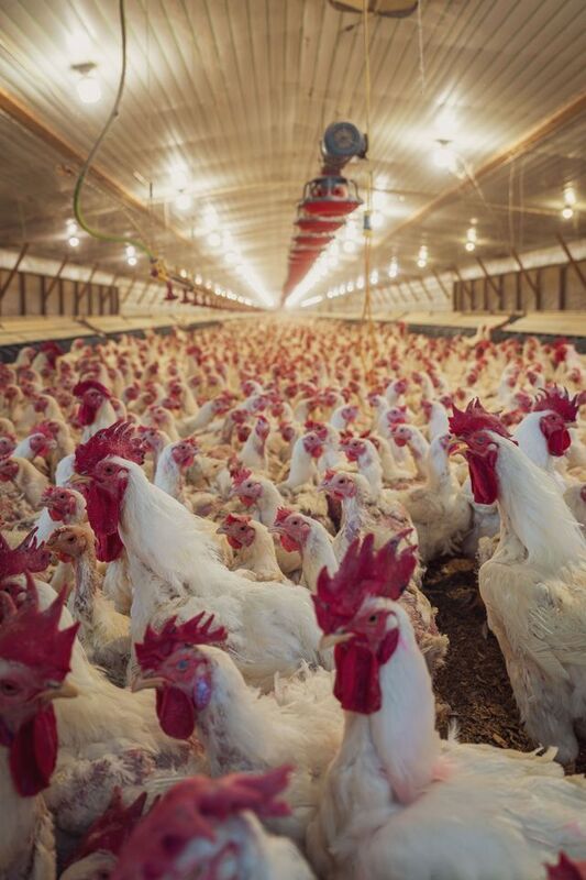Poultry Labels | Beyond Print, Inc. 
