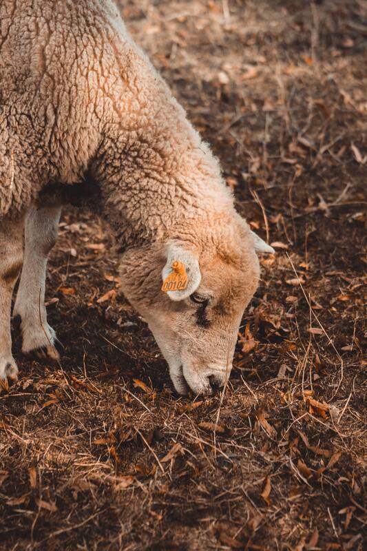 Hunting & Livestock Product - Flexible Packaging | Beyond Print, Inc.