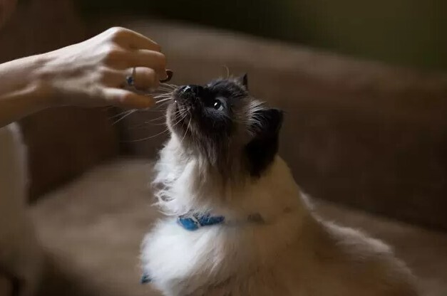 Pet Food & Treat Flexible Packaging | Beyond Print, Inc.