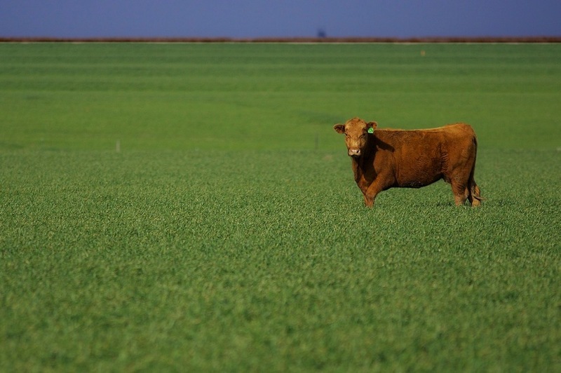 Hunting & Livestock Industry Packaging | Beyond Print, Inc. 
