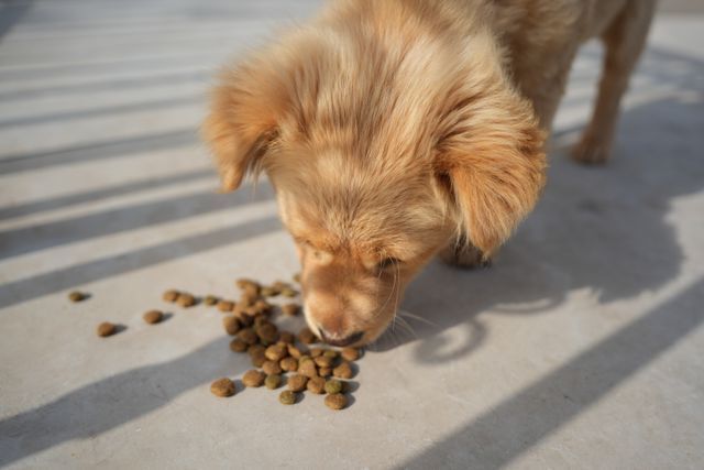 Pet Food Rigid Packaging | Beyond Print, Inc. 